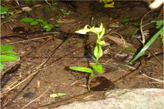 Habenaria virens